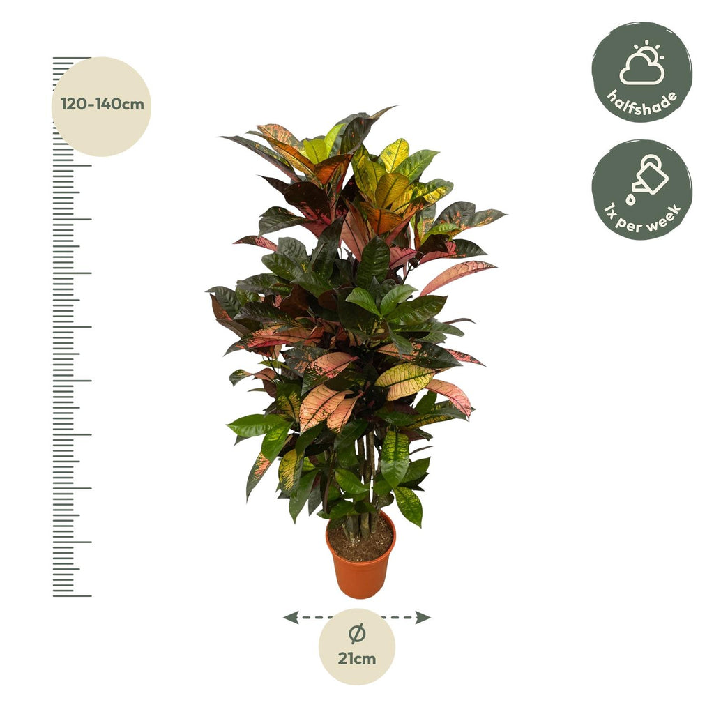 Codiaeum (Croton) Iceton vertakt - 100 cm - Ø24cm