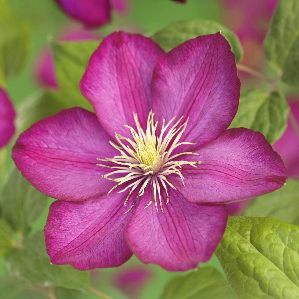 Klimplant - Clematis Ville de Lyon - Bloem Roze - Weinig onderhoud -2 planten -  Pot 11cm Hoogte 40cm