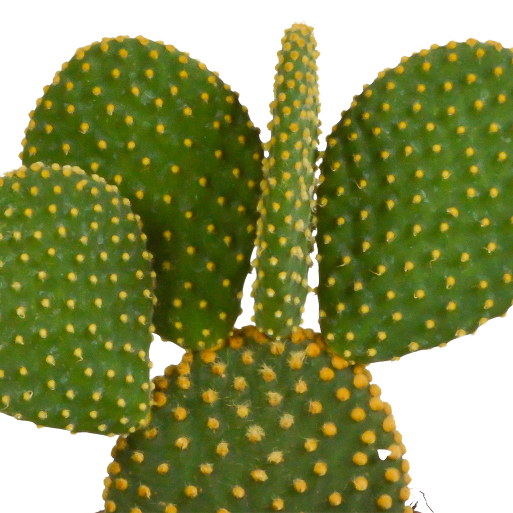 Opuntia microdasys - 12cm - zonder pot