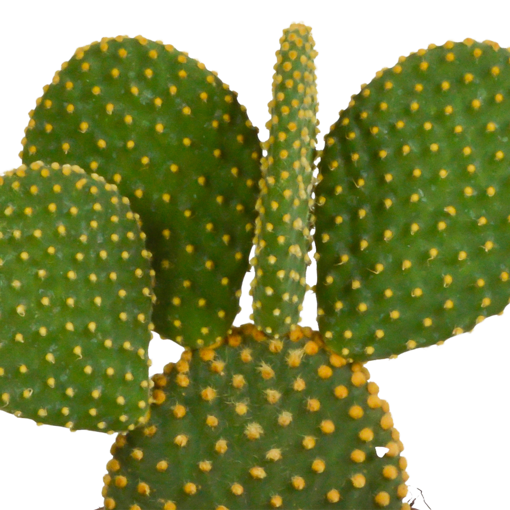Opuntia microdasys - 12cm - zonder pot