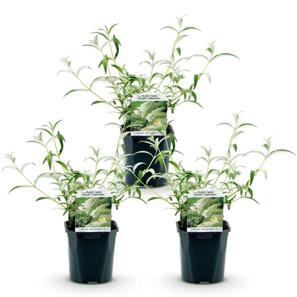 Tuinplant - Buddleja davidii White Profusion - Vlinderstruik - Winterhard - Wit - 3 Planten - Pot 17cm - Hoogte 45cm