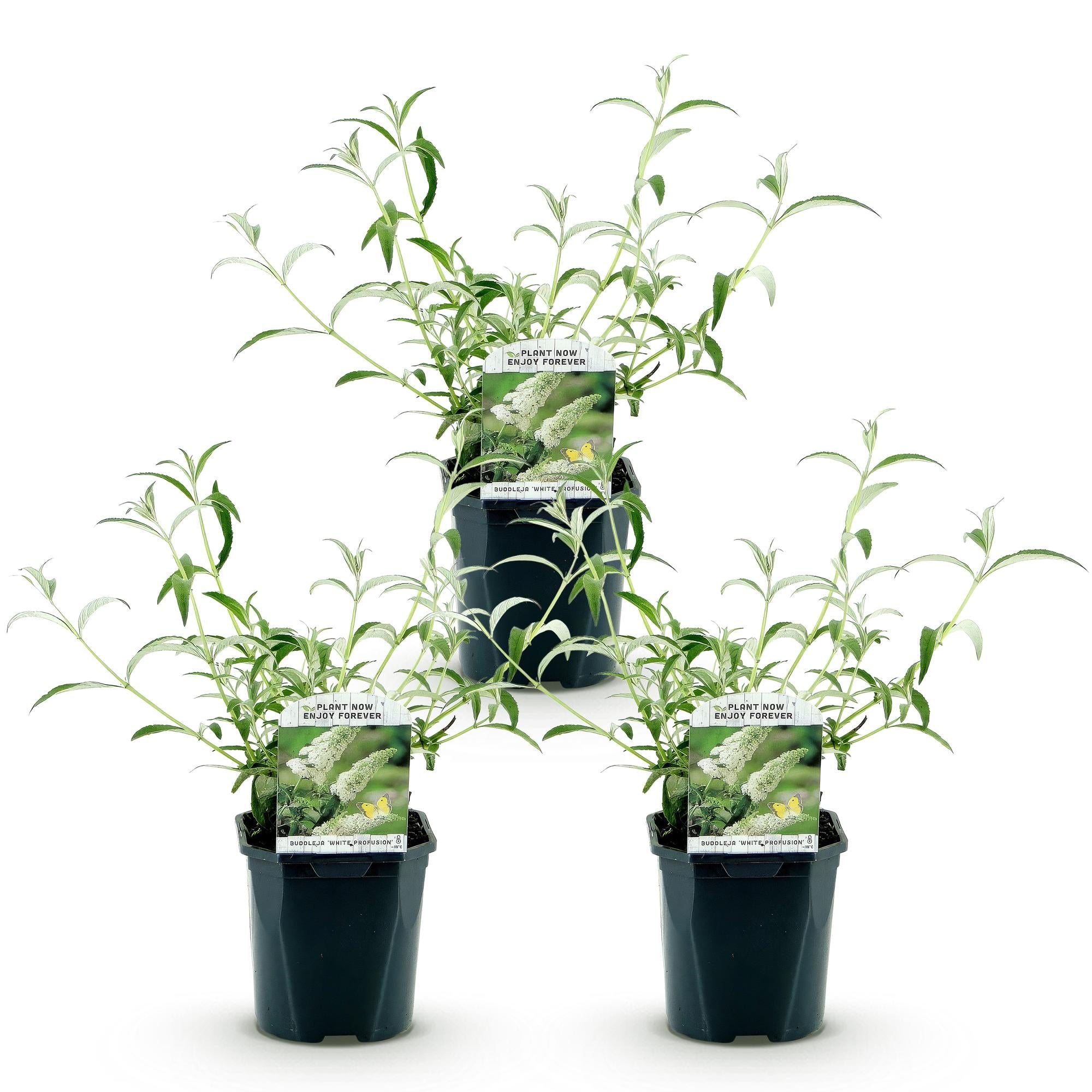 Tuinplant - Buddleja davidii White Profusion - Vlinderstruik - Winterhard - Wit - 3 Planten - Pot 17cm - Hoogte 45cm