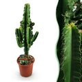 Kamerplant - Euphorbia eritrea - Afrikaanse melkboom - Weinig onderhoud - Groen - 1 - Pot 17cm - Hoogte 60cm