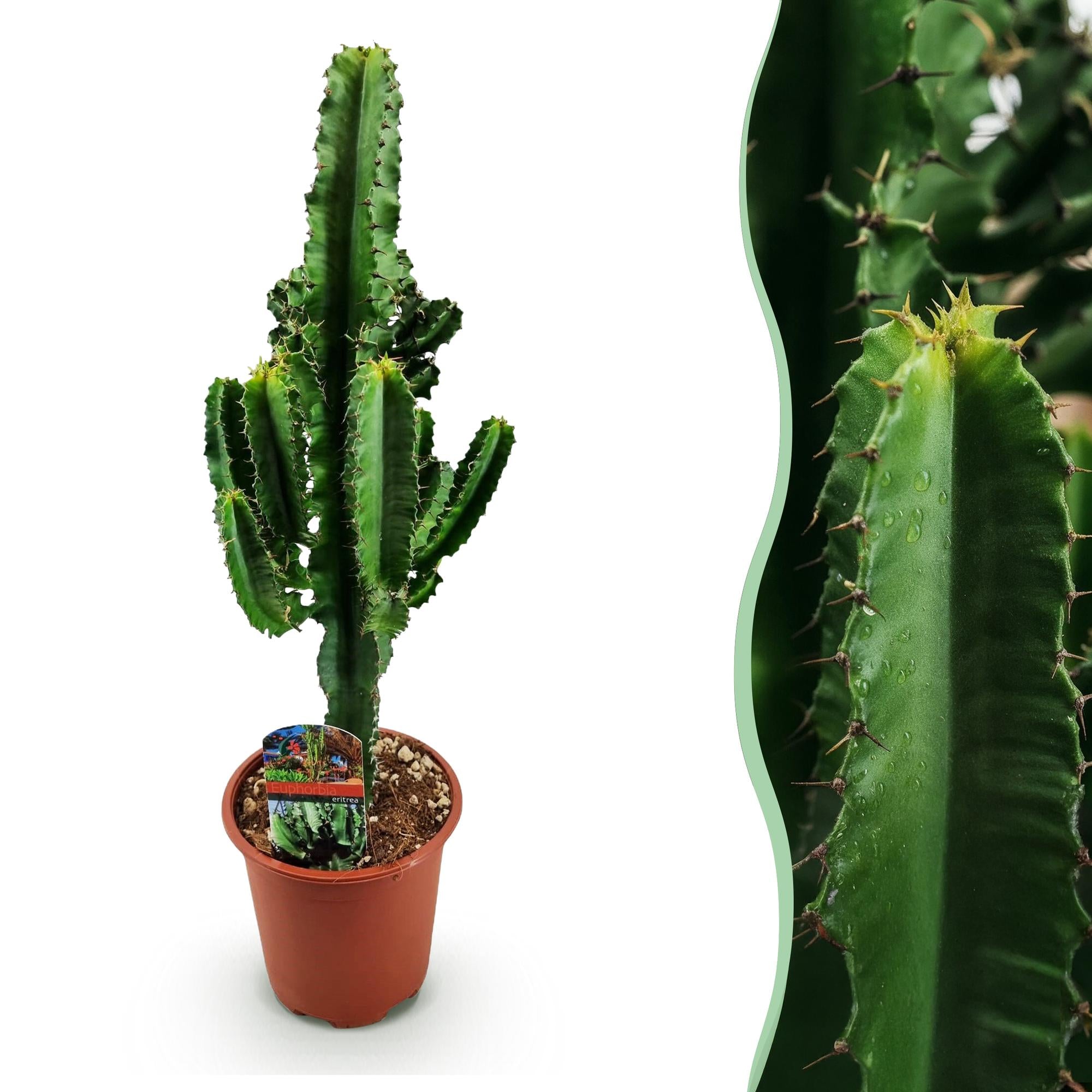 Kamerplant - Euphorbia eritrea - Afrikaanse melkboom - Weinig onderhoud - Groen - 1 - Pot 17cm - Hoogte 60cm