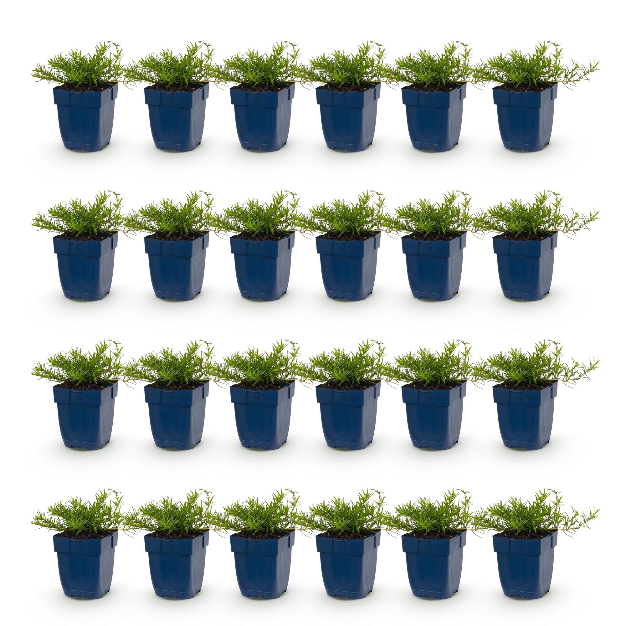 Vasteplant - Phlox Tricolour - Vlambloem - Bodembedekkend - Paars - Roze - Wit - 24 Planten - Pot 11cm - Hoogte 15-25cm