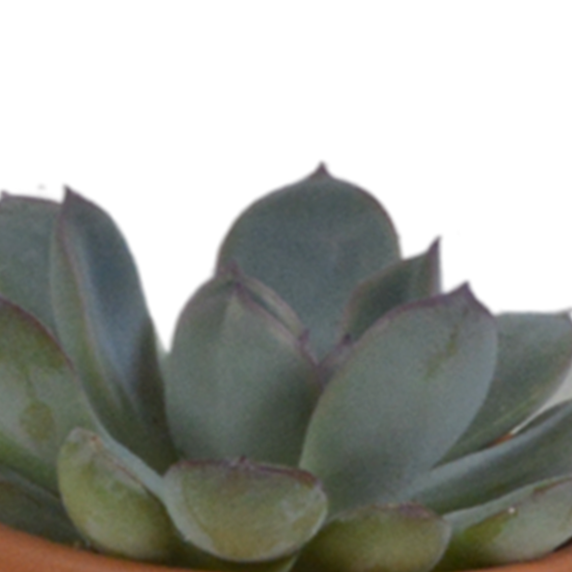 Vetplanten mix 5.5 cm - 5x - in terracotta pot