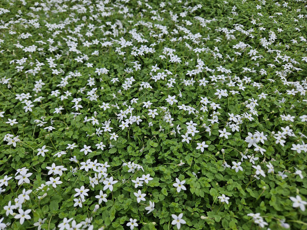48x Isotoma fluviatilis 'Alba'- ↕10-25cm - Ø9cm