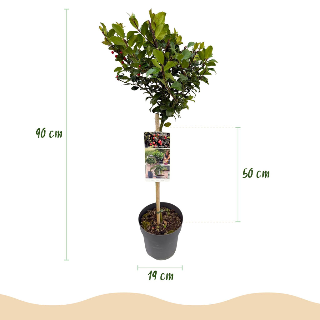 Plant op Stam - Ilex meserveae Blue Maid - Terras Plant - Bladhoudend - Winterhard - Rode Bes - Pot 19cm Hoogte 90cm