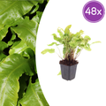 48x Asplenium scolopendrium - ↕10-25cm - Ø9cm