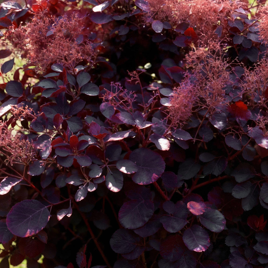 Tuinplant - Cotinus coggyria Royal Purple - Paars - 1 Plant - Bladverliezend - Weinig Onderhoud - Pot 12cm Hoogte 35cm