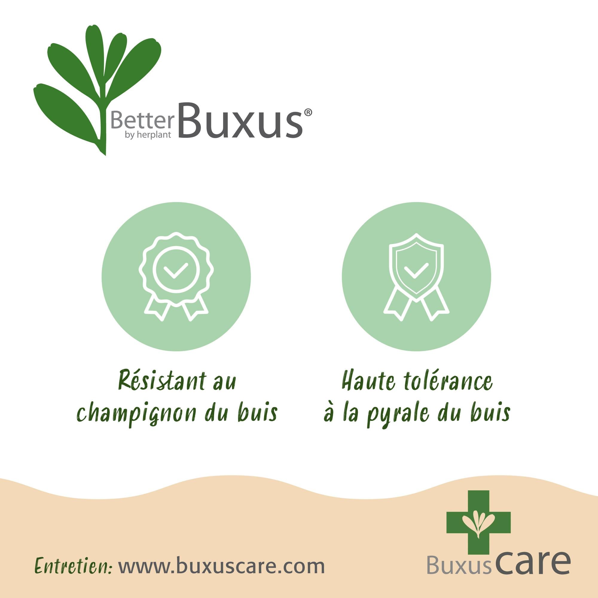Buxus Bol - BetterBuxus Skylight - Resistant tegen Buxus Schimmel - 1 planten - pot 26cm bol 30cm