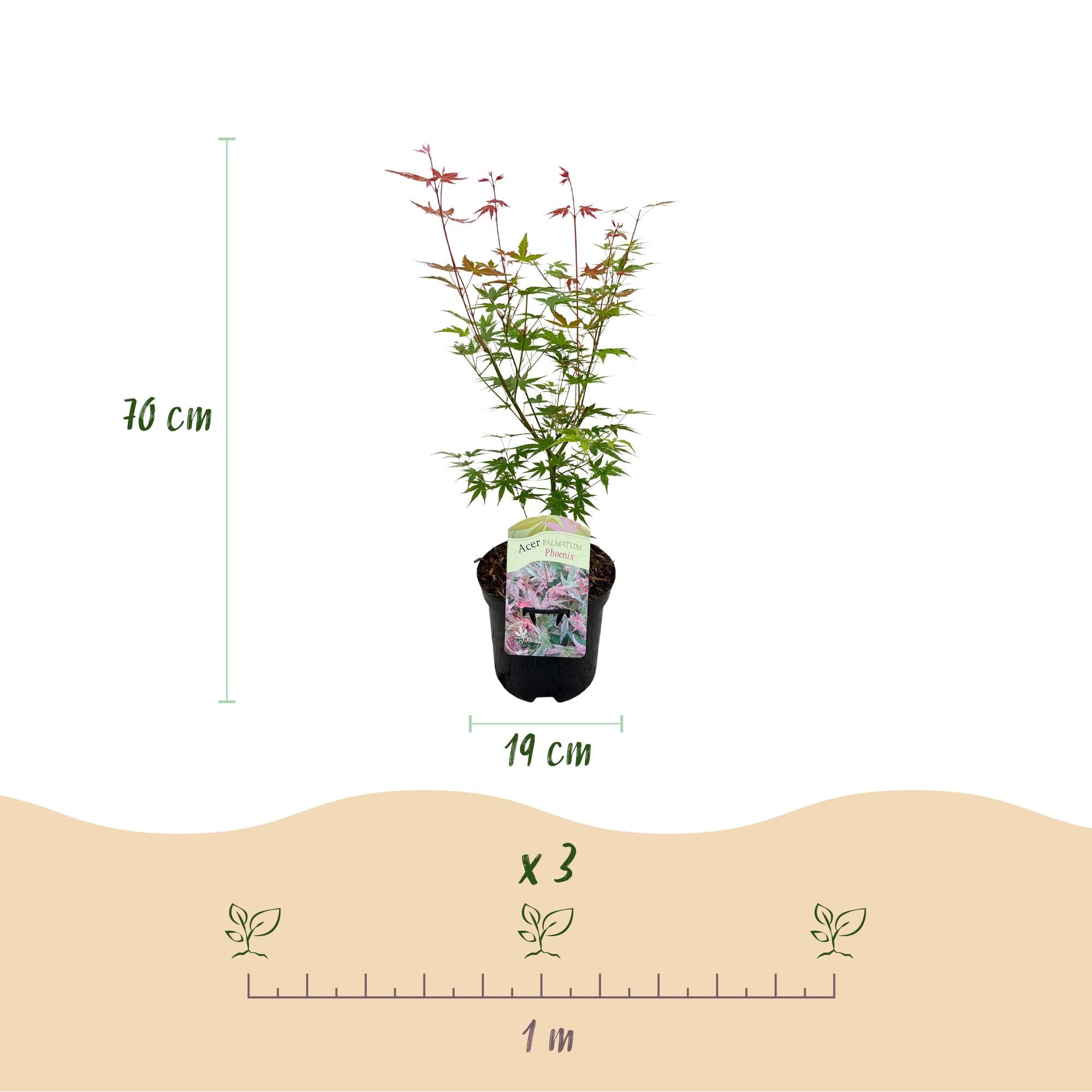 Terrasplant - Japanse Esdoorn - Acer palmatum Phoenix - Roze - 1 Plant - Bladverliezend - Pot 19cm Hoogte 70cm