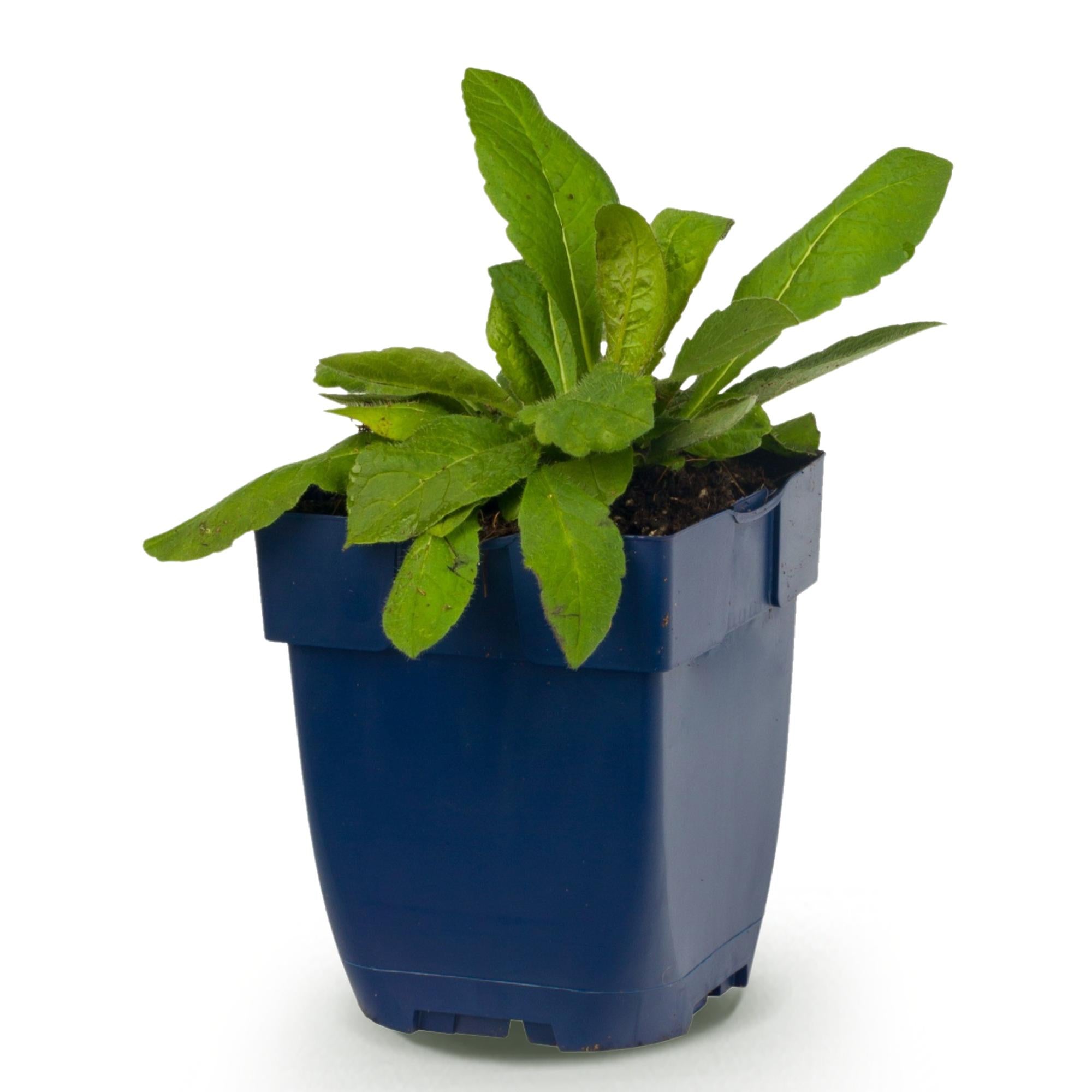 Vasteplant - Knautia macedonica - Beemdkroon - Bijen- en vlinderlokkers - Donker Rood - 1 Plant - Pot 11cm - Hoogte 15-25cm