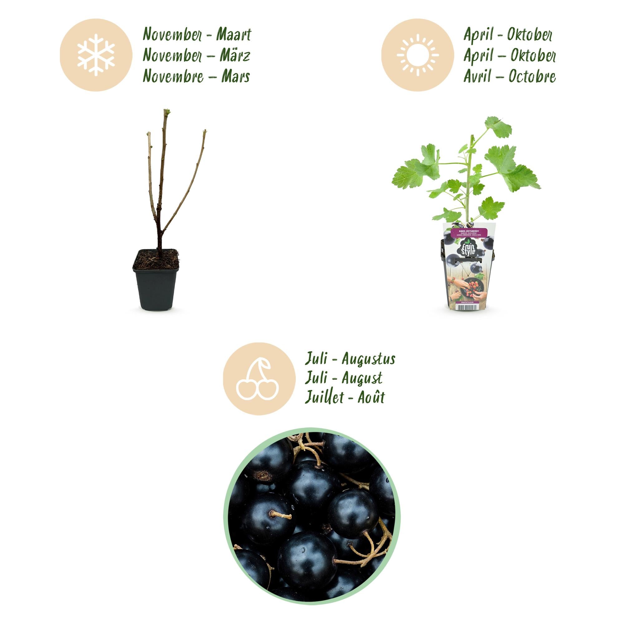 Fruitplanten - Jostabes - Ribes Jostabes - Winterhard - 3 Planten - Pot 9 cm - Zwarte Bes