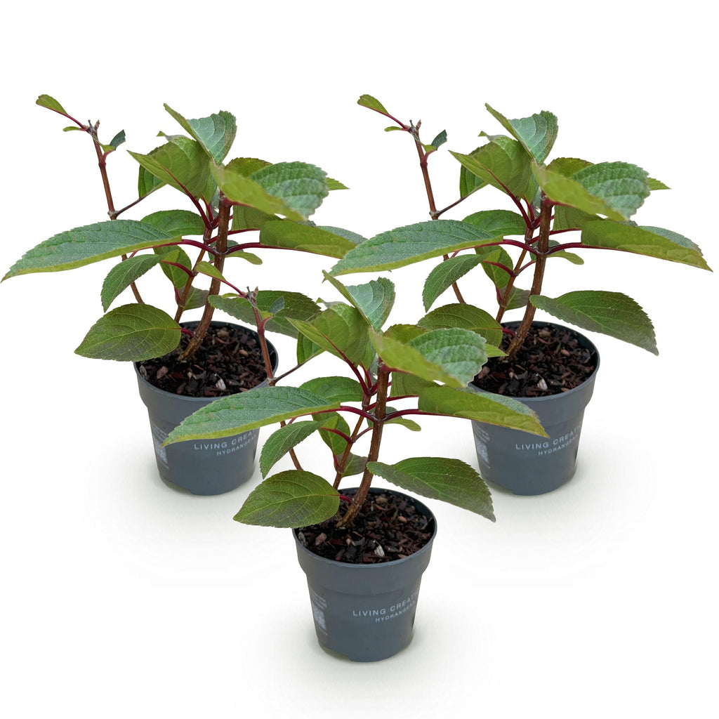 Tuinplant - Hydrangea panniculata Living Infinity - Pluimhortensia - Winterhard - Wit - 3 Planten - Pot 12cm - Hoogte Hoogte 20-30cm