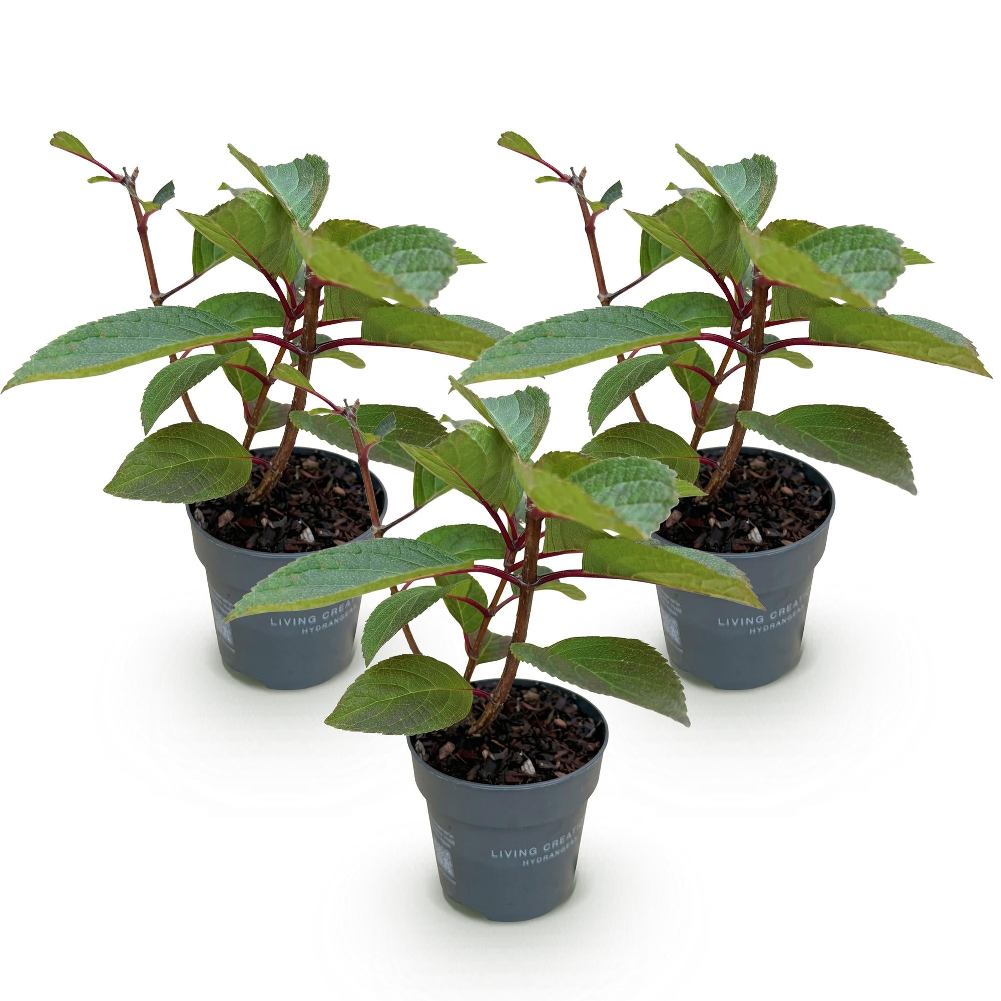 Tuinplant - Hydrangea panniculata Living Infinity - Pluimhortensia - Winterhard - Wit - 3 Planten - Pot 12cm - Hoogte Hoogte 20-30cm