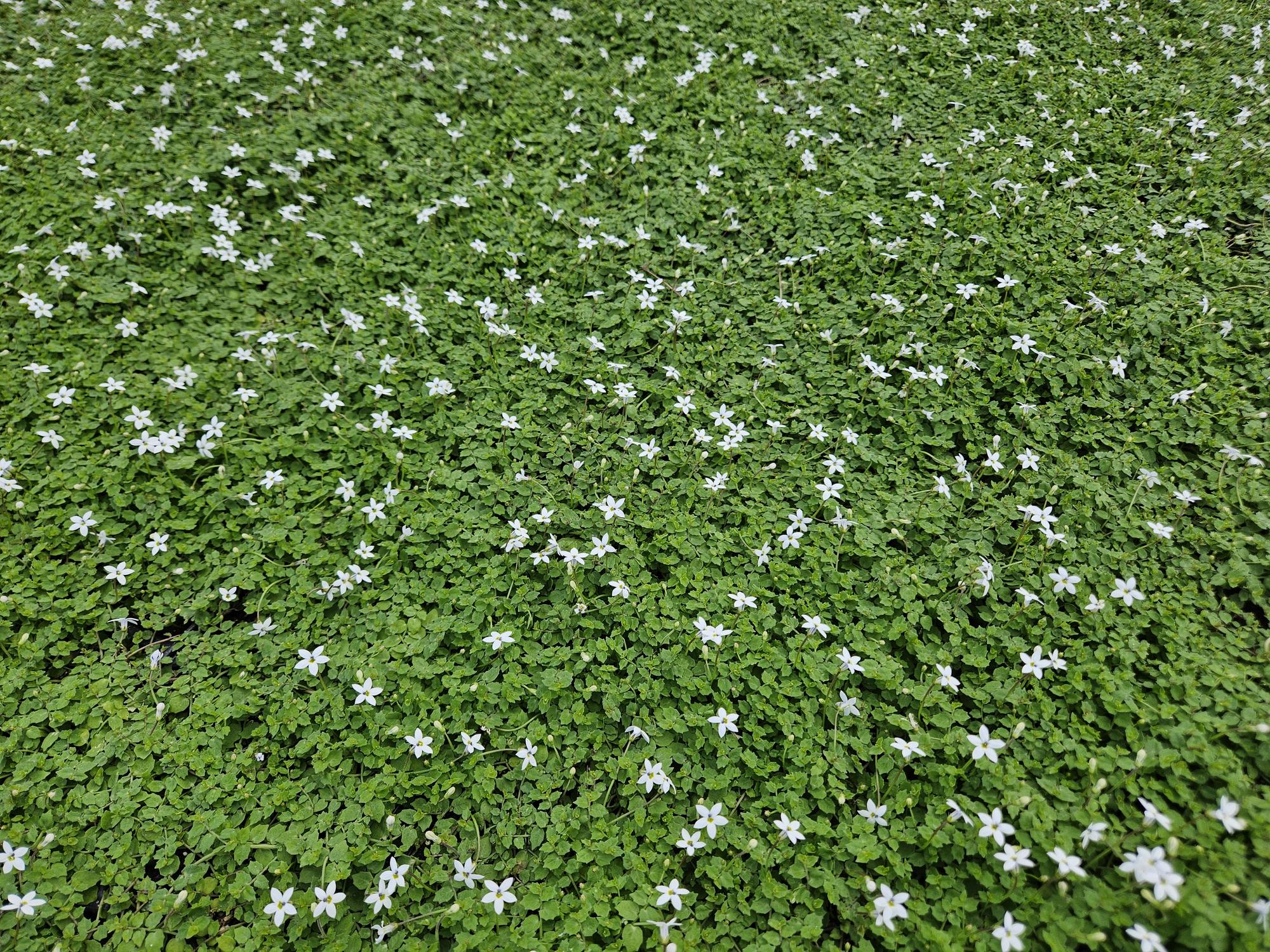 24x Isotoma fluviatilis 'Alba'- ↕10-25cm - Ø9cm