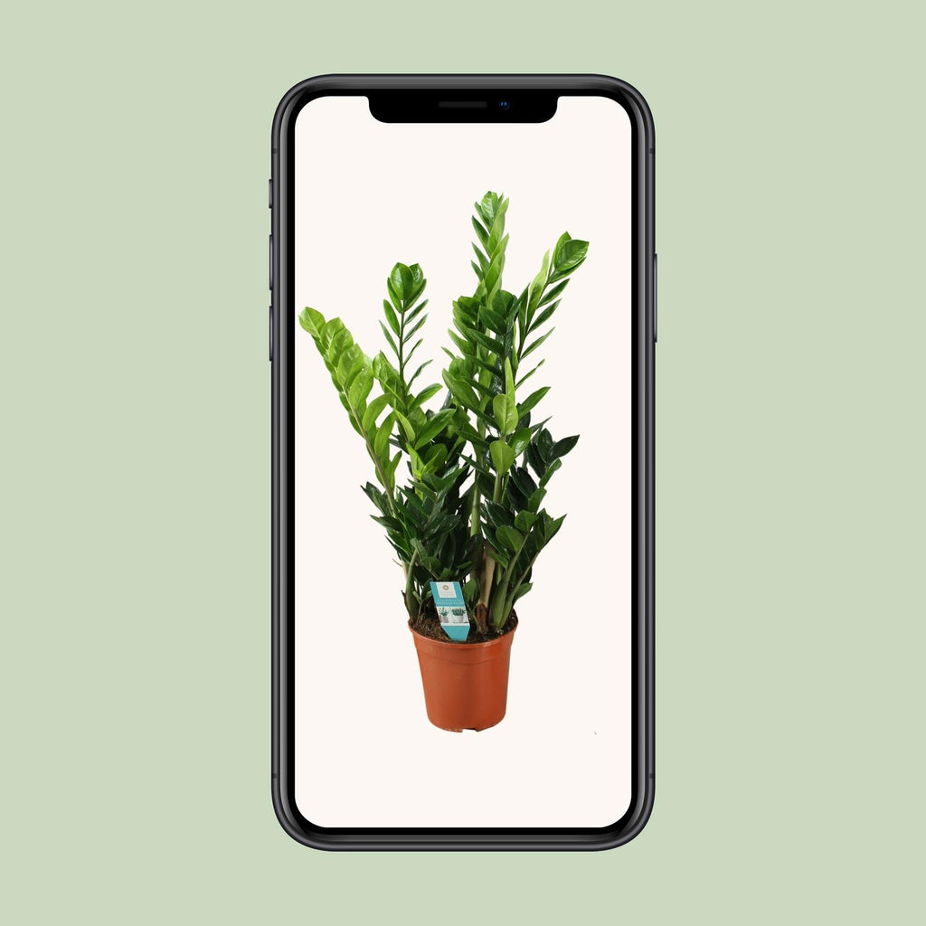 Zamioculcas 21cm - Ø21cm - ↕75cm