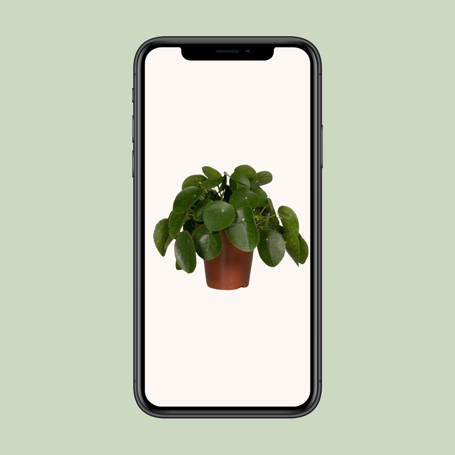 Pilea Peperomiodes - Pannekoekenplant - Ø15cm - ↕25cm
