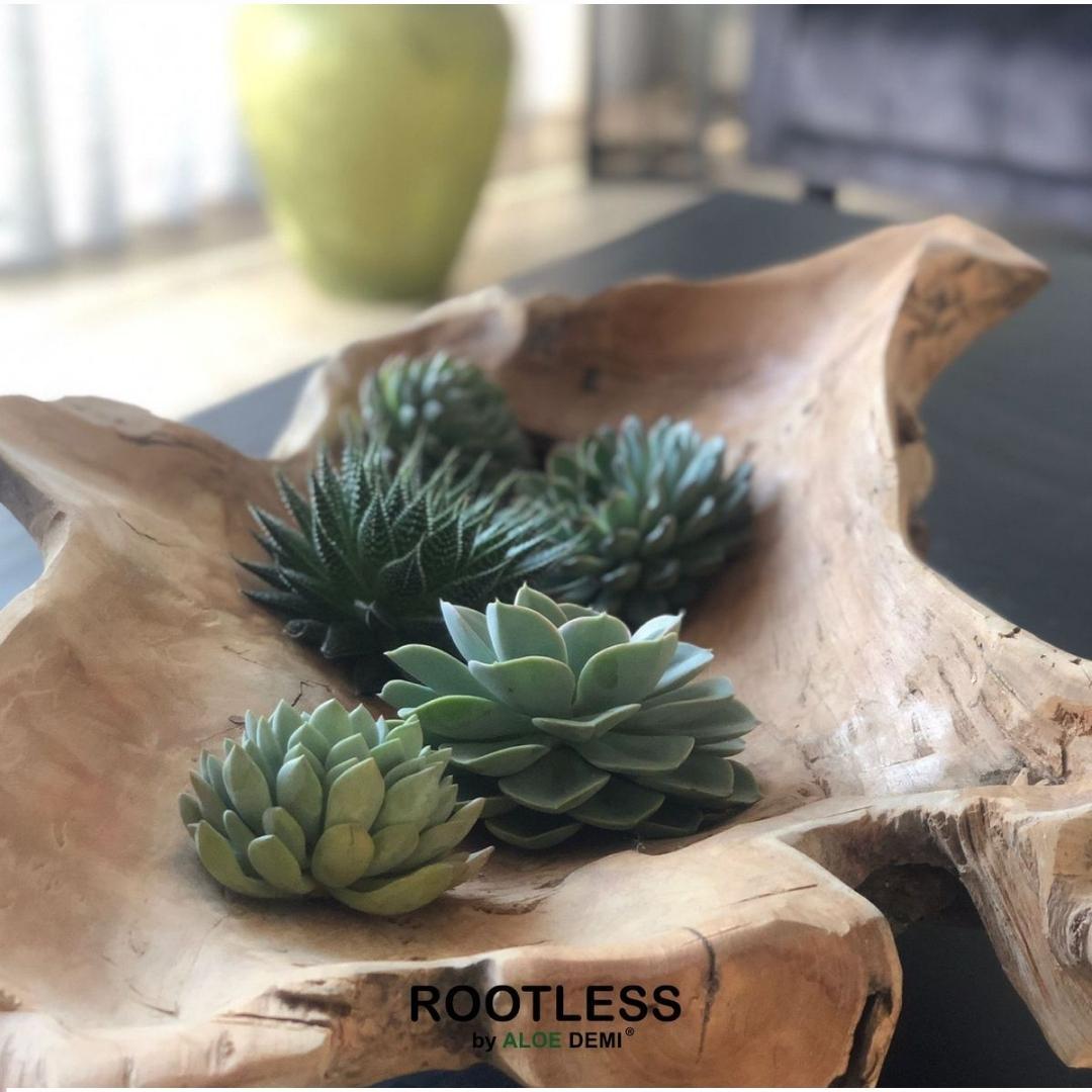 ROOTLESS Echeveria Medium Mix GIY Box
