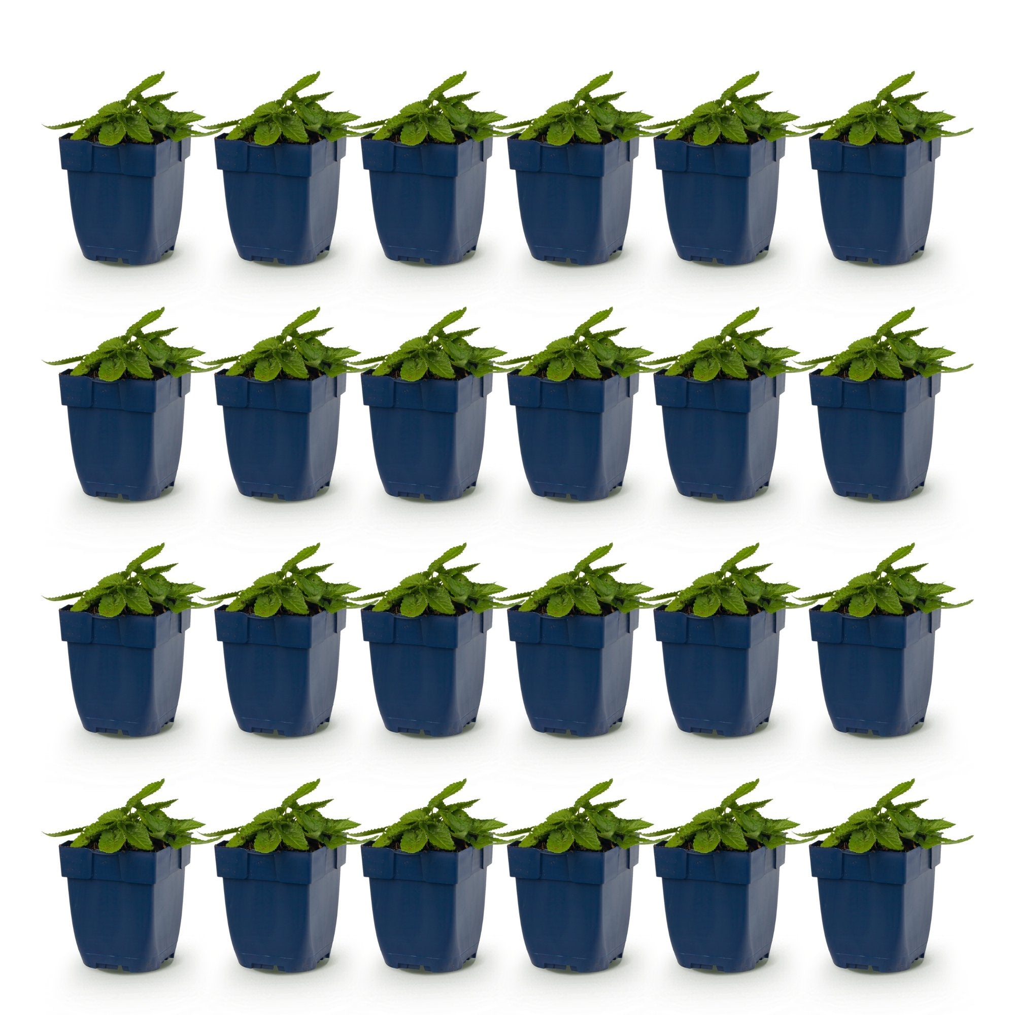 Vasteplant - Stachys off. Ukkie - Ezeloor - Rotsplanten - Roze - 24 Planten - Pot 11cm - Hoogte 15-25cm