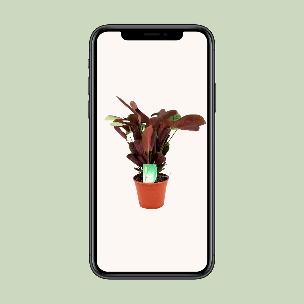 Ctenanthe Amagris - Ø14cm - ↕25cm