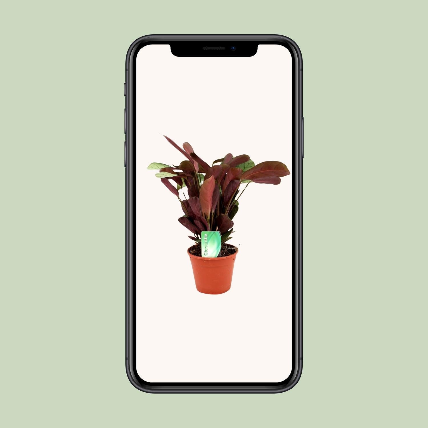 Ctenanthe Amagris - Ø14cm - ↕25cm