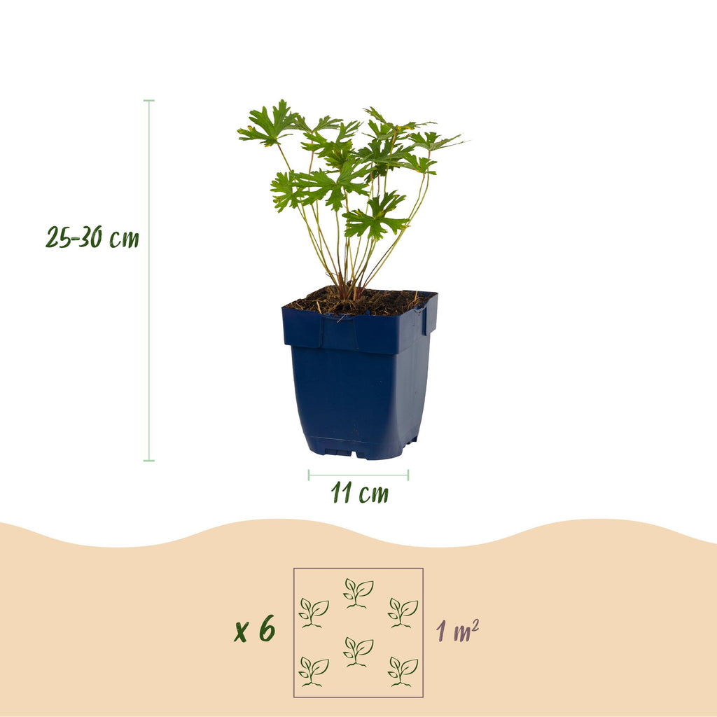 Vasteplant - Borderpakket - Bodembedekend - Diversen - Soorten en kleuren - 6 Planten - Pot 11cm - Hoogte 15-25cm