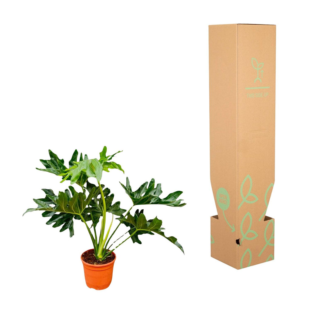Philodendron Selloum - 60 cm - Ø19