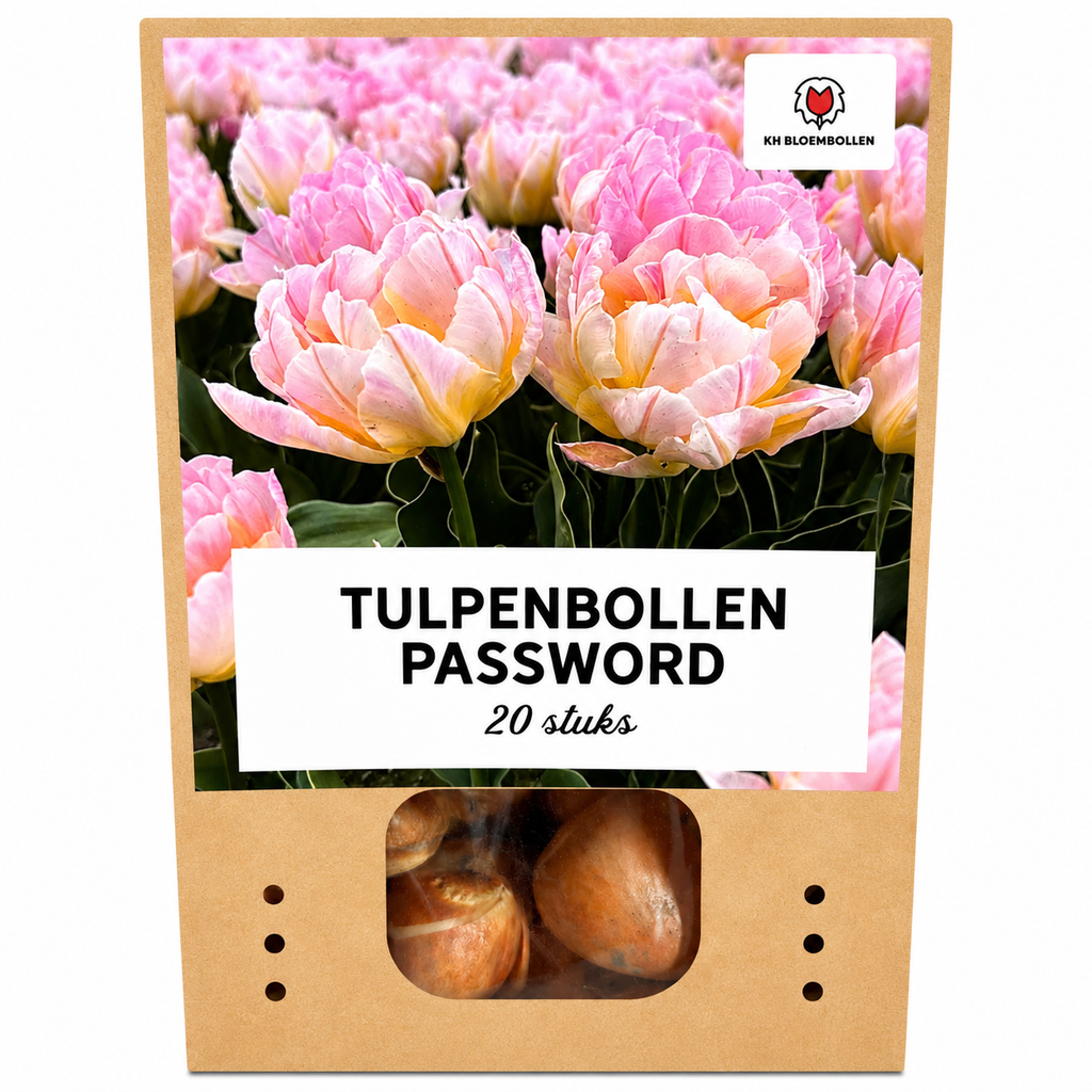 Tulpenbollen Password – 20 Stuks | KH Bloembollen® | Roze Dubbelbloemige Tulp – Vol, Zacht & Romantisch – Voor Tuin of Pot – Maat 11/12 – Vers van de Teler