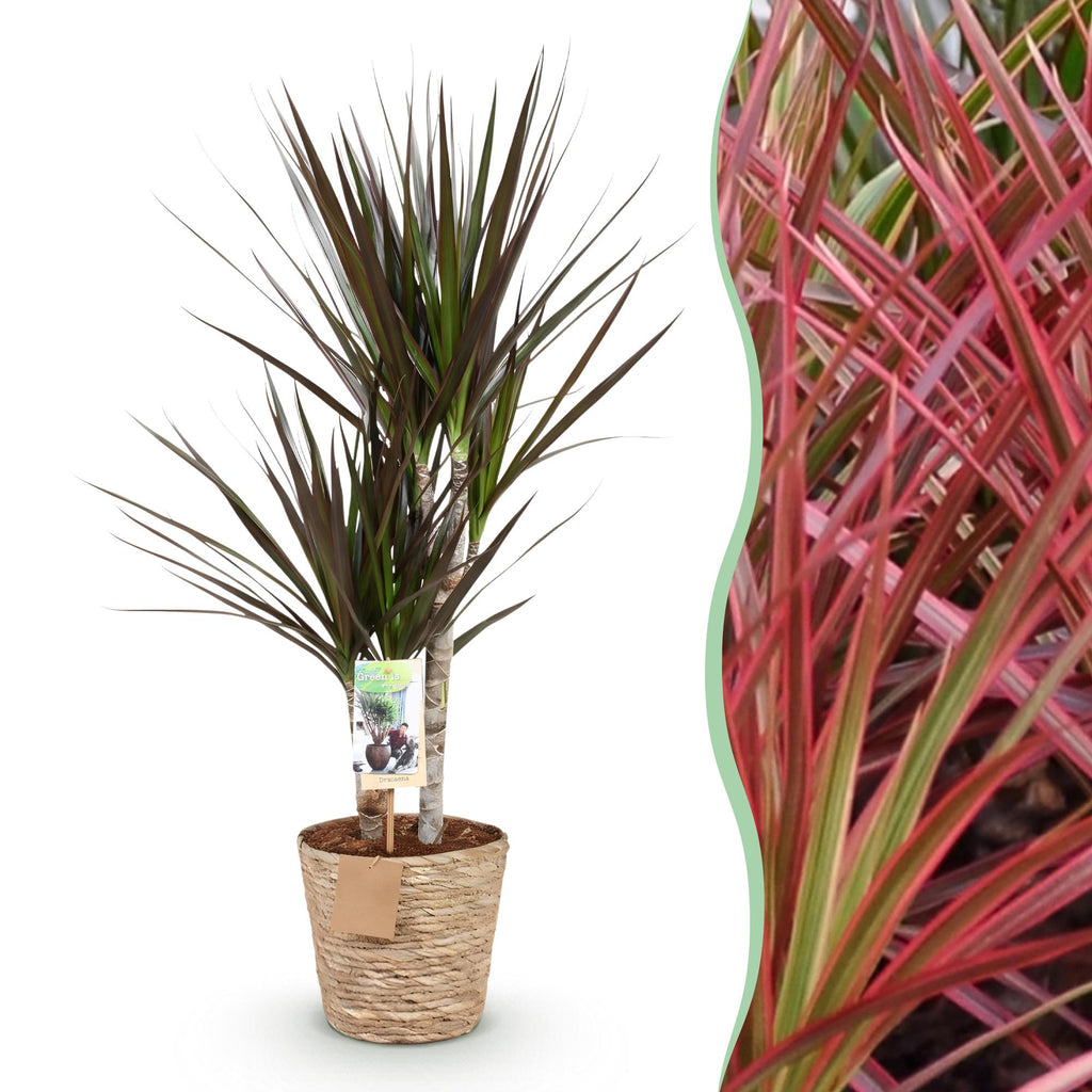 Green is... Kamerplanten - Dracaena Magenta - Drakenbloedboom - Weinig onderhoud - met mand - Groen - 1 Plant - Pot 17cm - Hoogte 70-80cm