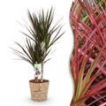Green is... Kamerplanten - Dracaena Magenta - Drakenbloedboom - Weinig onderhoud - met mand - Groen - 1 Plant - Pot 17cm - Hoogte 70-80cm