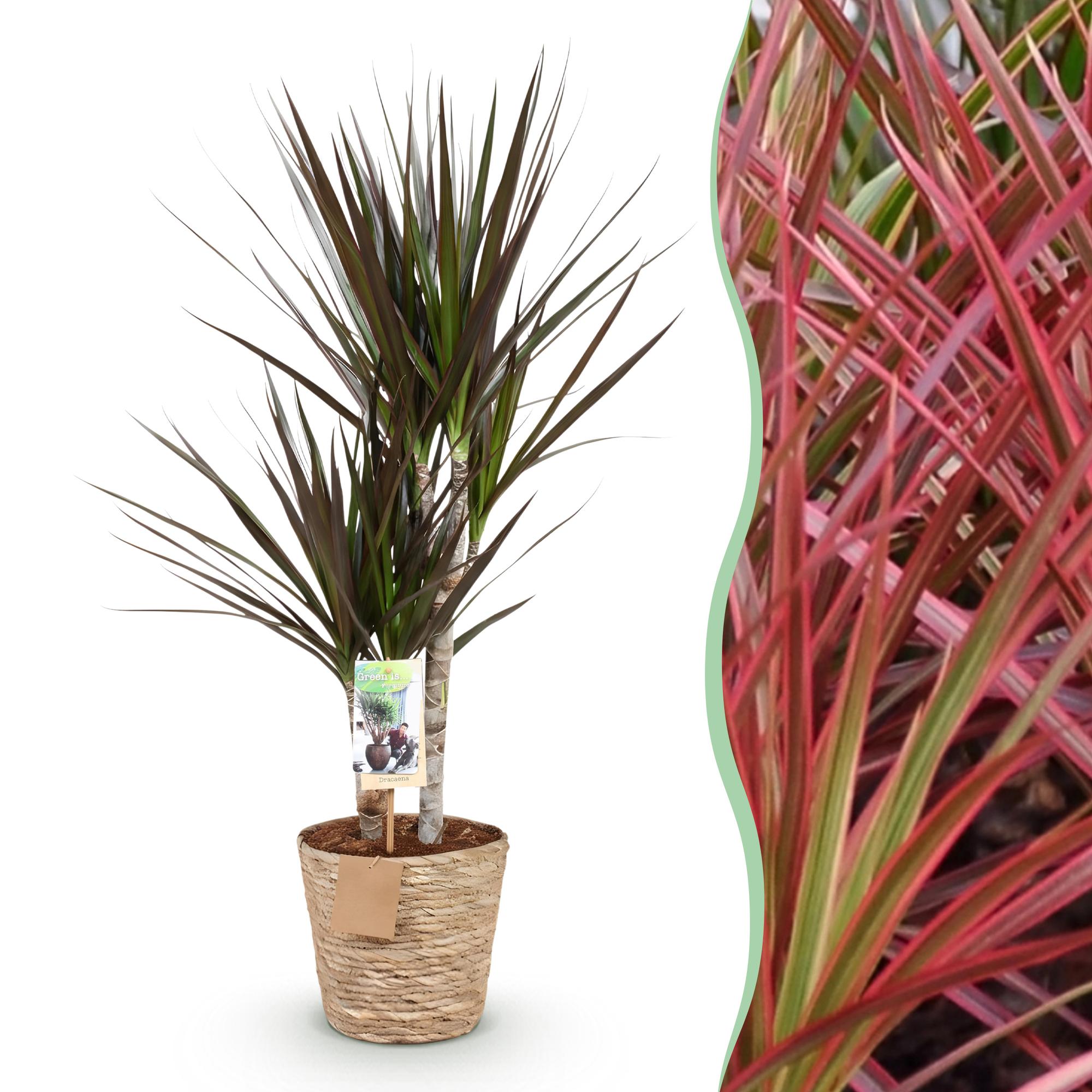 Green is... Kamerplanten - Dracaena Magenta - Drakenbloedboom - Weinig onderhoud - met mand - Groen - 1 Plant - Pot 17cm - Hoogte 70-80cm