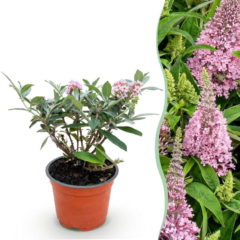 Tuinplant - Buddleja davidii Butterfly Candy Little Pink - Vlinderstruik - Compact - Roze - 1 Plant - Pot 12cm - Hoogte 20-25cm