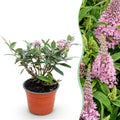 Tuinplant - Buddleja davidii Butterfly Candy Little Pink - Vlinderstruik - Compact - Roze - 1 Plant - Pot 12cm - Hoogte 20-25cm