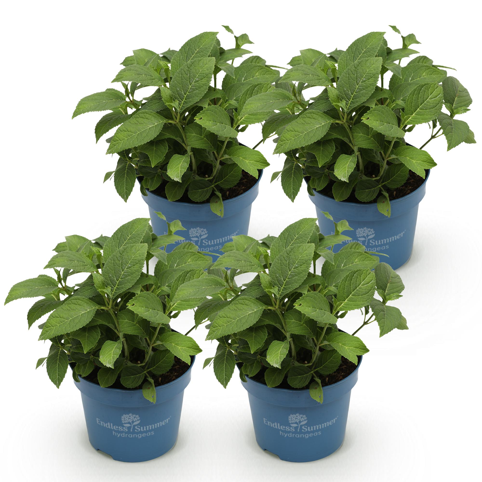 Tuinplant - Hydrangea Endles Summer Summer Love Red - Hortensia - Winterhard - Rood - 4 Planten - Pot 14cm - Hoogte 20-25cm