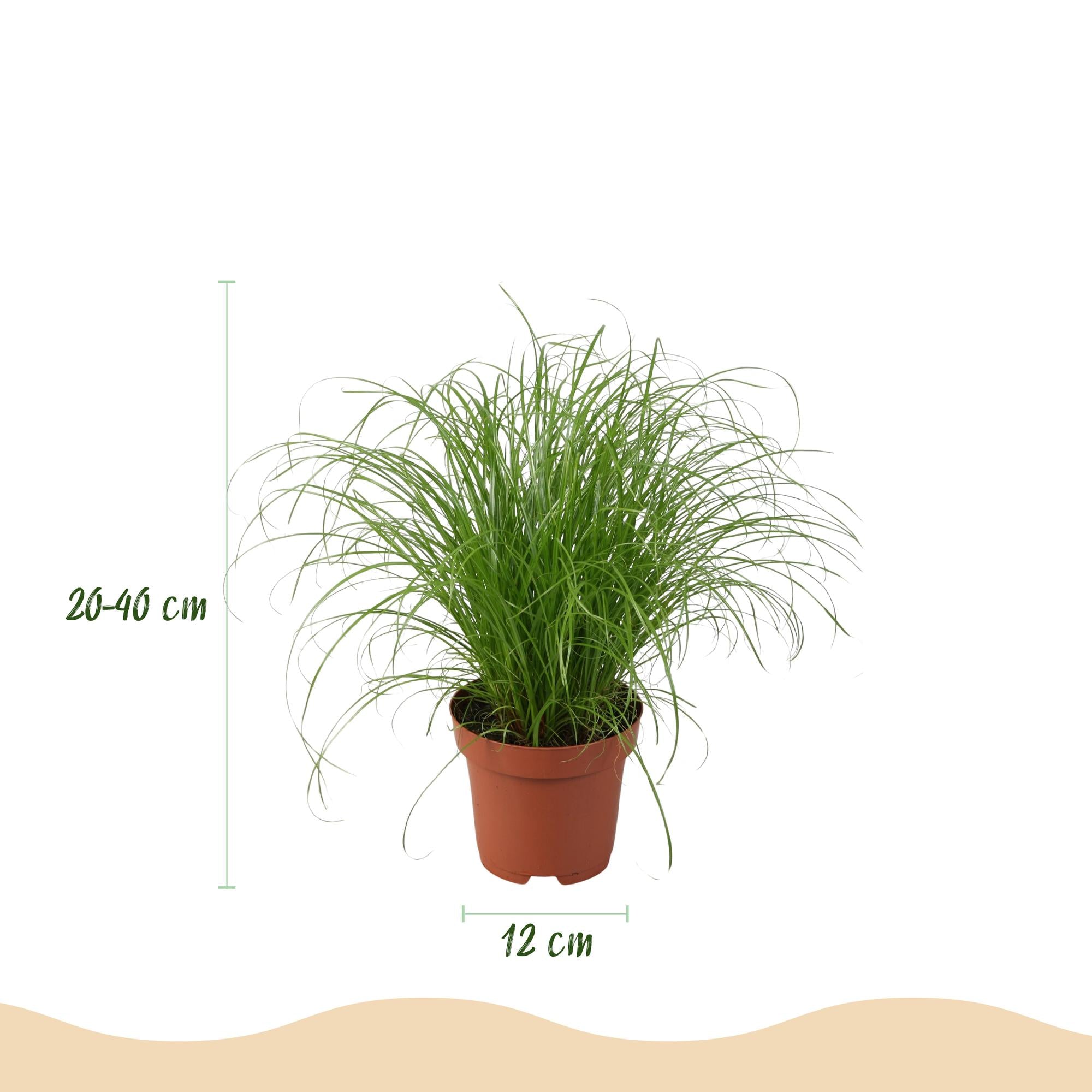 Kamerplant - Chlorophytum - Cyperus - Phlebodium - Marantha - Mix van 4 - Huisdiervriendelijke Planten - Groen - 4 Planten - met Mand - Pot 12cm - Hoogte 25cm