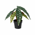 ARTIFICIAL Begonia maculata - 24cm