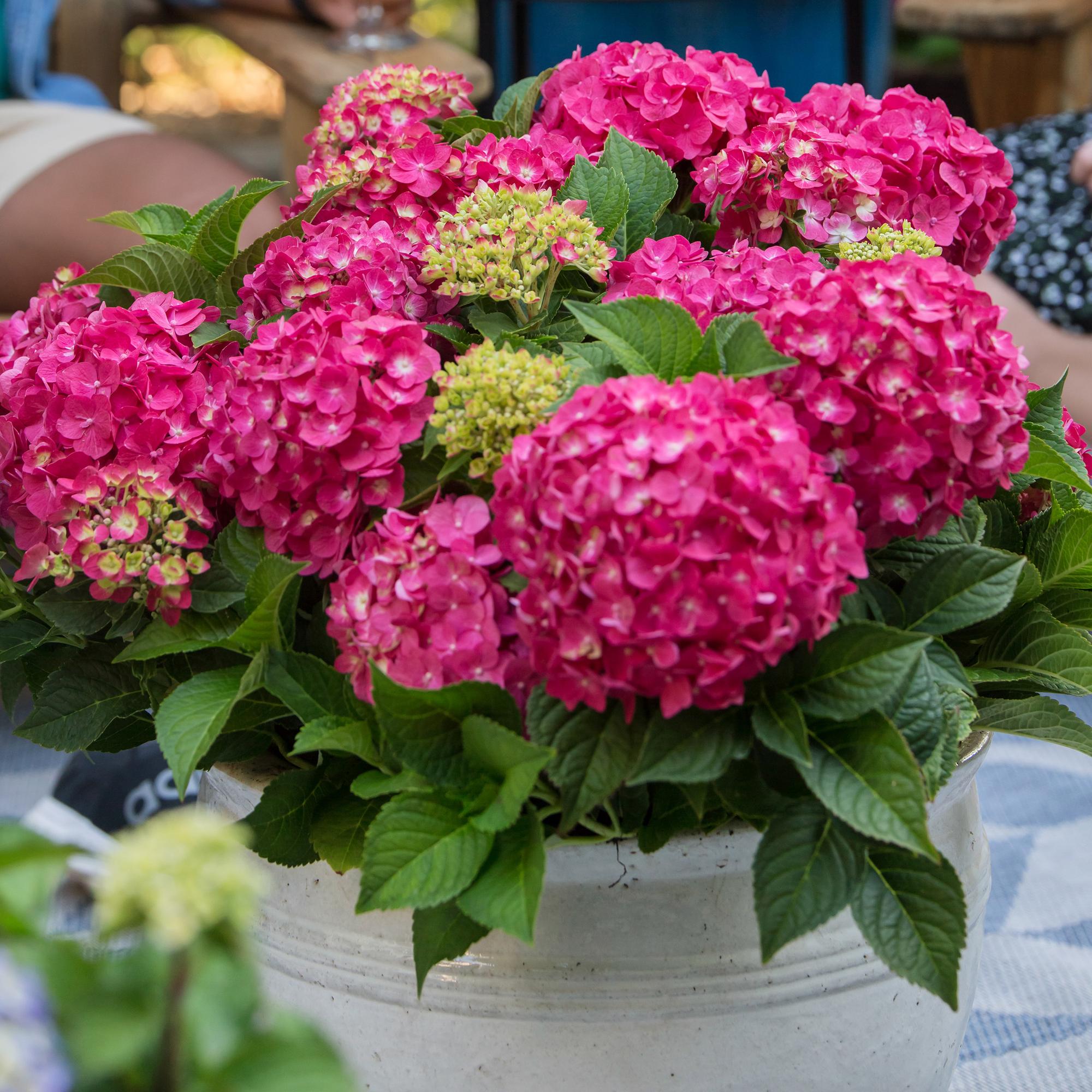 Tuinplant - Hydrangea Endles Summer Summer Love Red - Hortensia - Winterhard - Rood - 8 Planten - Pot 14cm - Hoogte 20-25cm
