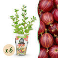 Fruitplanten - Kruisbes - Ribes uva-crispa Hinnonmaki Rod - Winterhard - 6 Planten - Pot 9 cm - Rode Bes