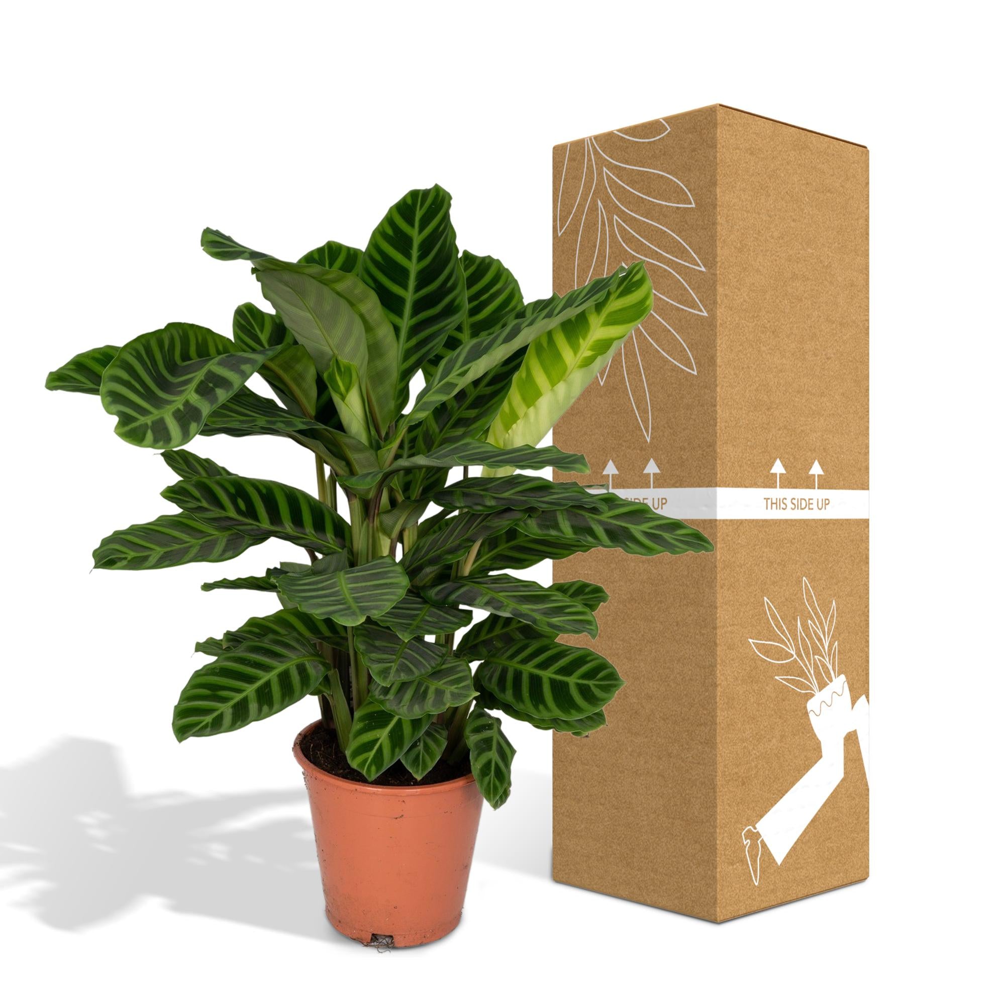 Calathea Zebrina - Pauwenplant - Ø19cm - ↕75cm