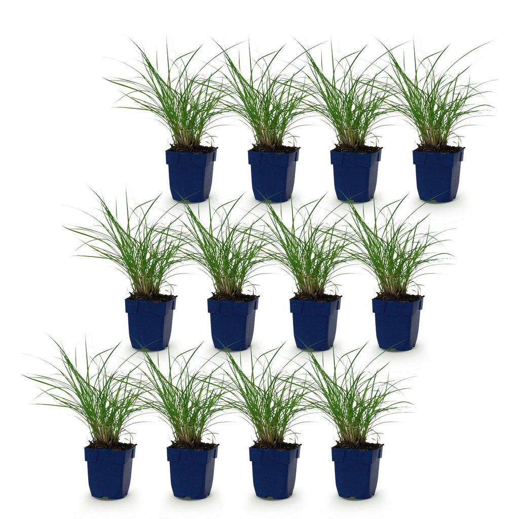 Grassen - Miscanthus sin. Red Chief - Pampusgras - Met Pluim - Groen - 12 Planten - Pot 11cm - Hoogte 15-25cm