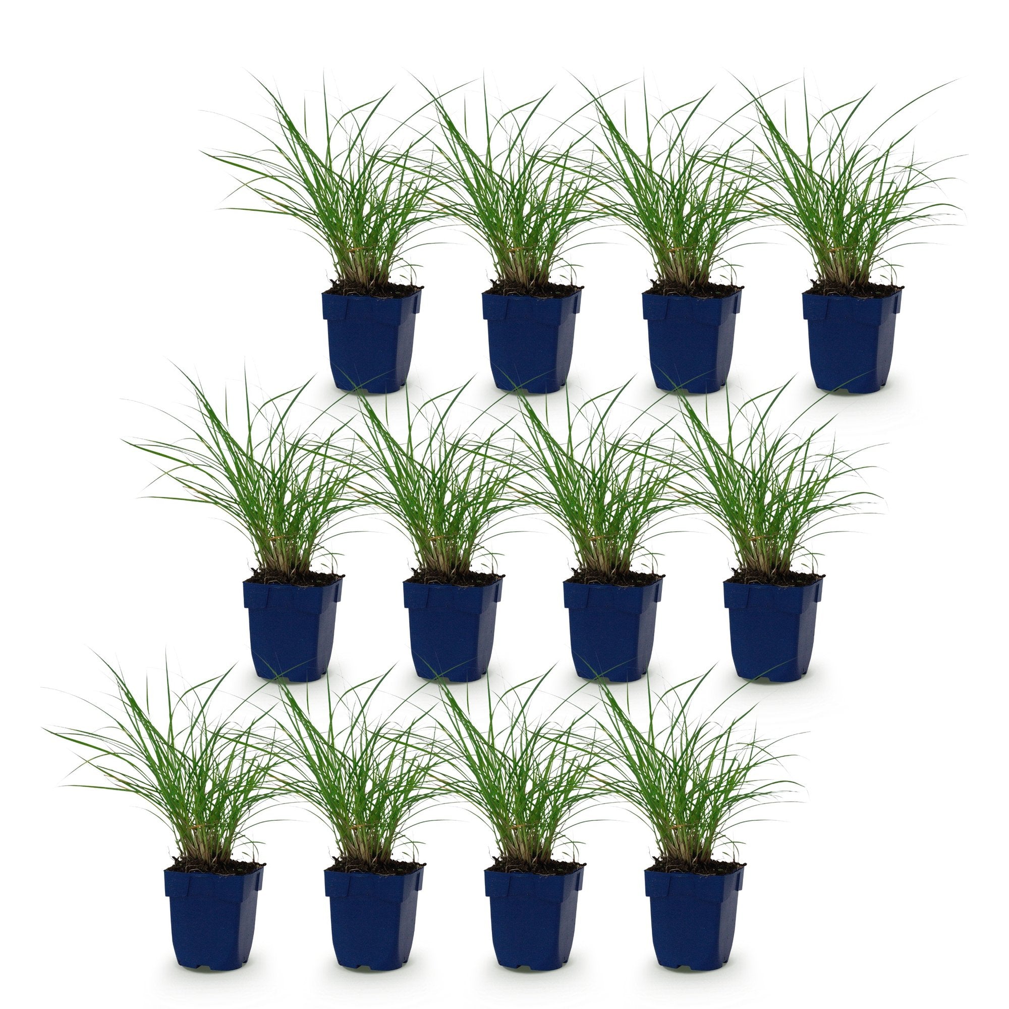 Grassen - Miscanthus sin. Red Chief - Pampusgras - Met Pluim - Groen - 12 Planten - Pot 11cm - Hoogte 15-25cm
