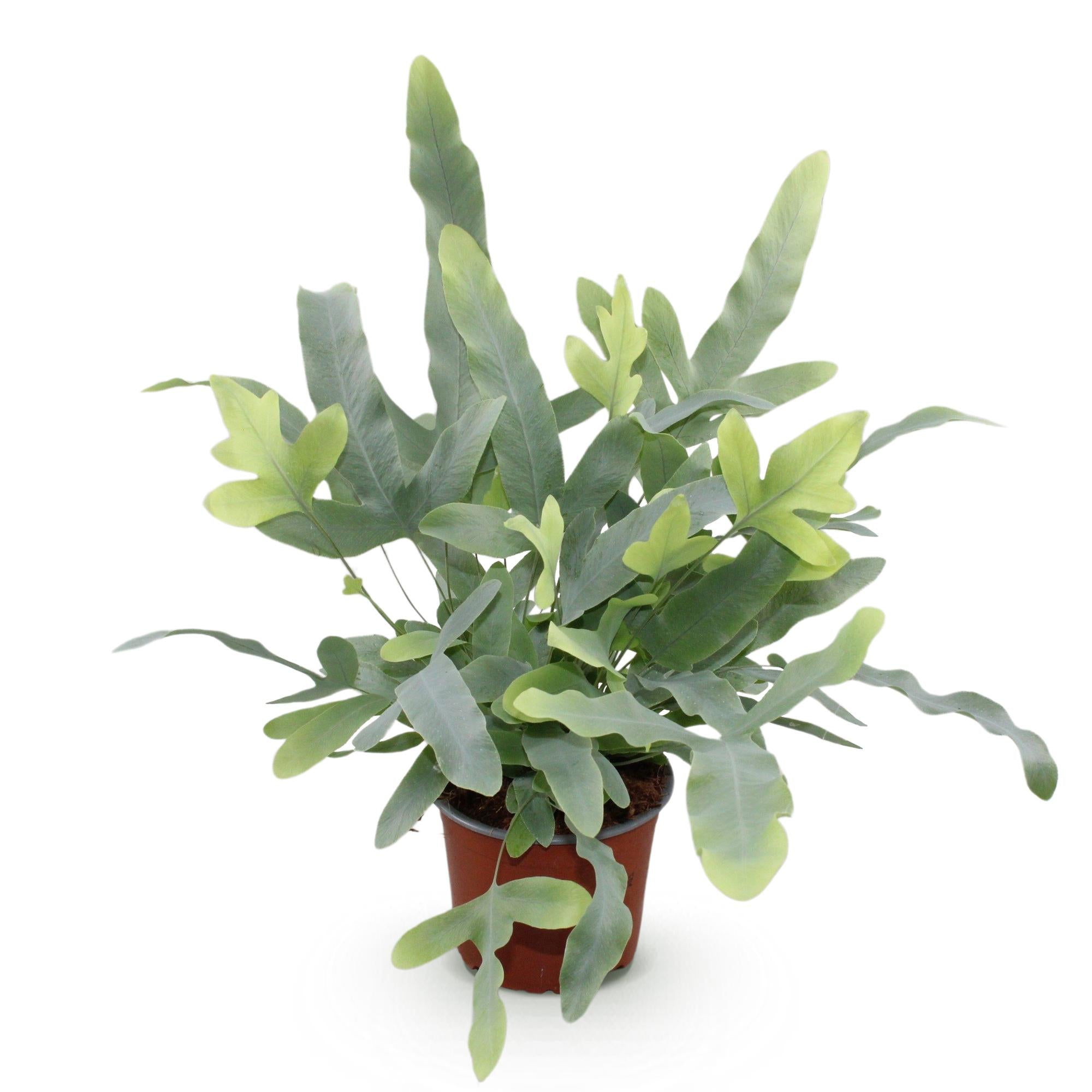 Kamerplant - Phlebodium aureum Blue Star - Blauwe Varen - Huisdiervriendelijke Plant - Blauw - 1 Plant - Pot 12cm - Hoogte 25cm