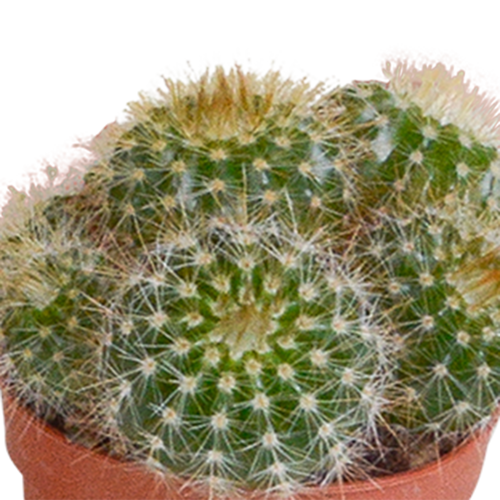 Cactus mix 5.5 cm - 10x - zonder pot