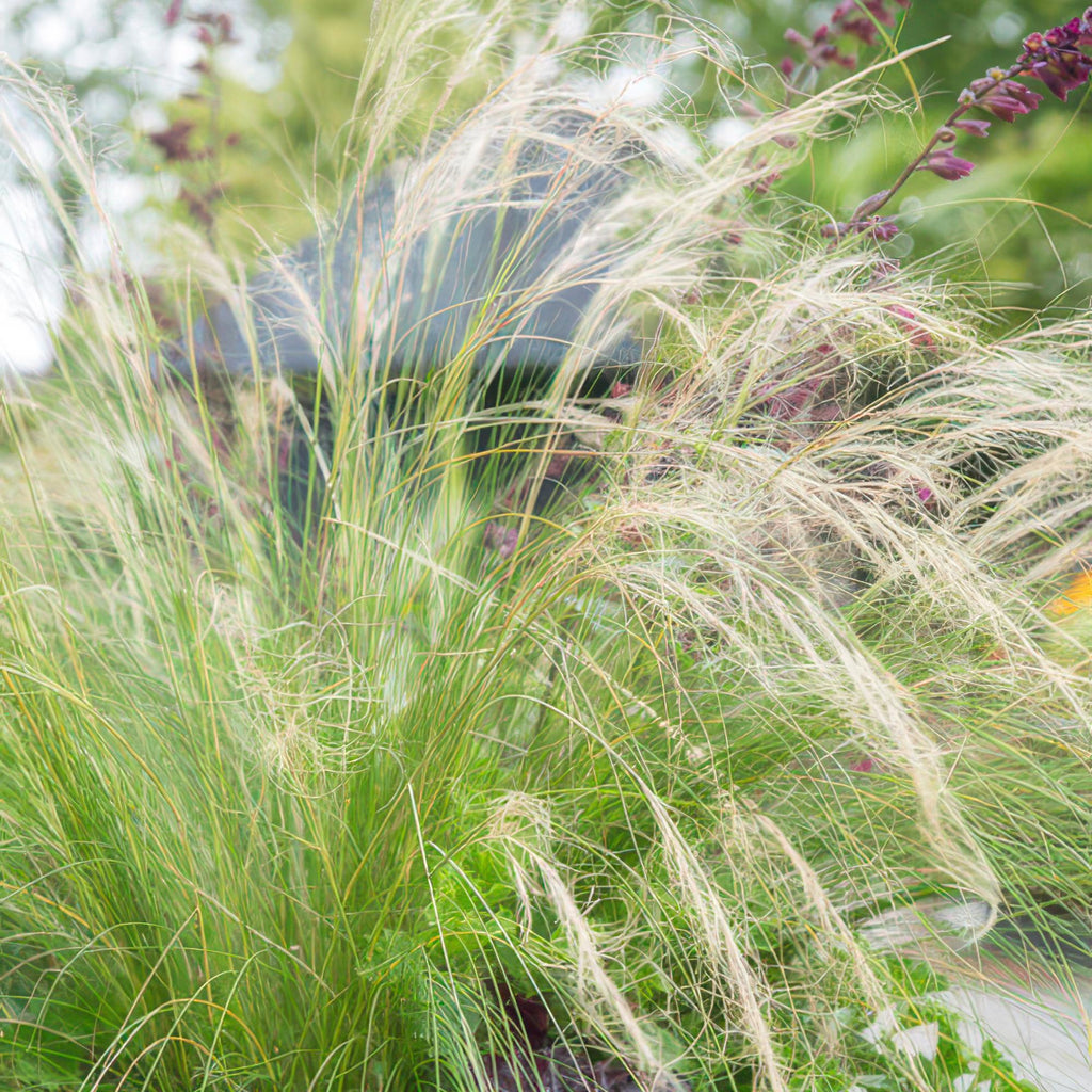 48x Stipa tenuissima 'Ponytails' - ↕10-25cm - Ø9cm