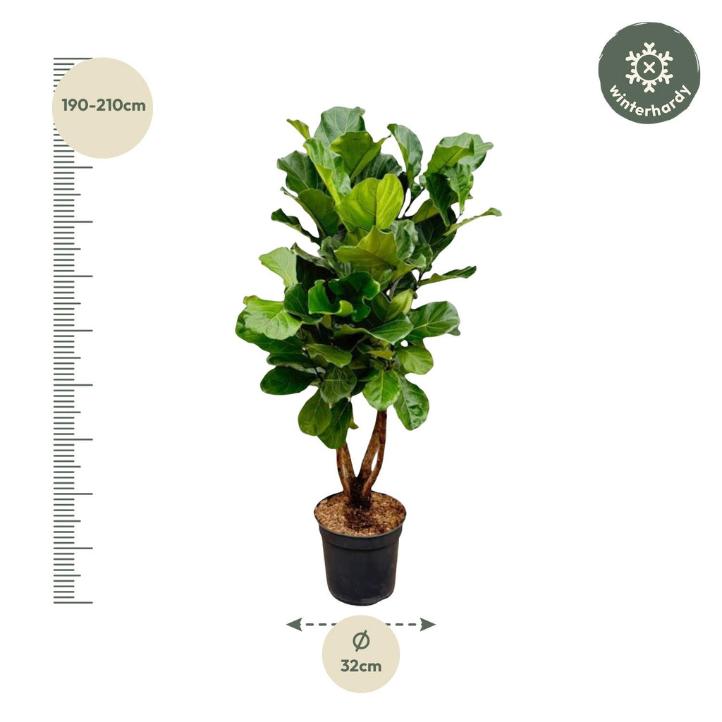 Ficus Lyrata vertakt XL - 170cm - ø34