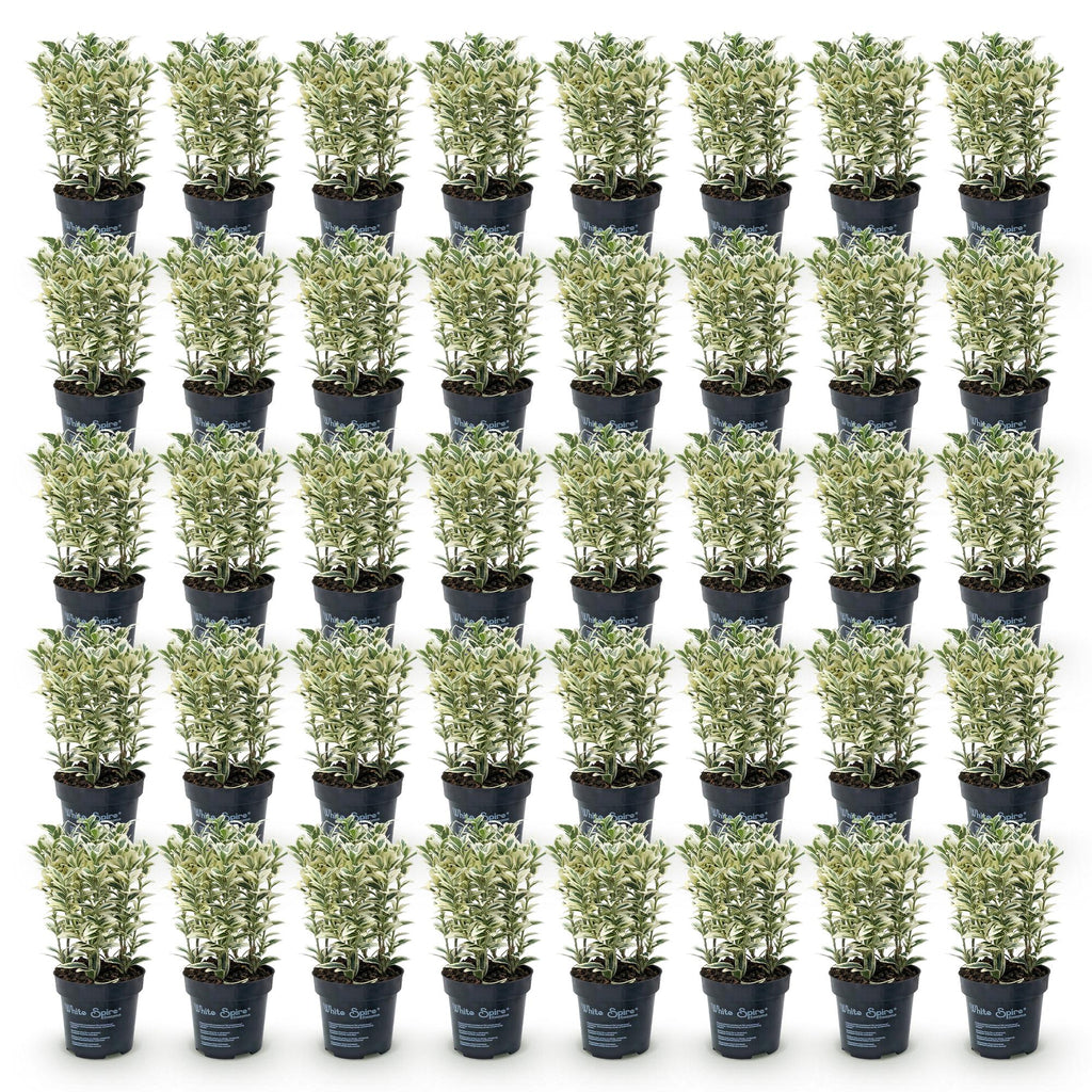40x Euonymus japonicus White Spire - Kardinaalsmuts - Haagplanten - Groenblijvend - Wit - Groen - Pot 9cm - Hoogte 20-30cm