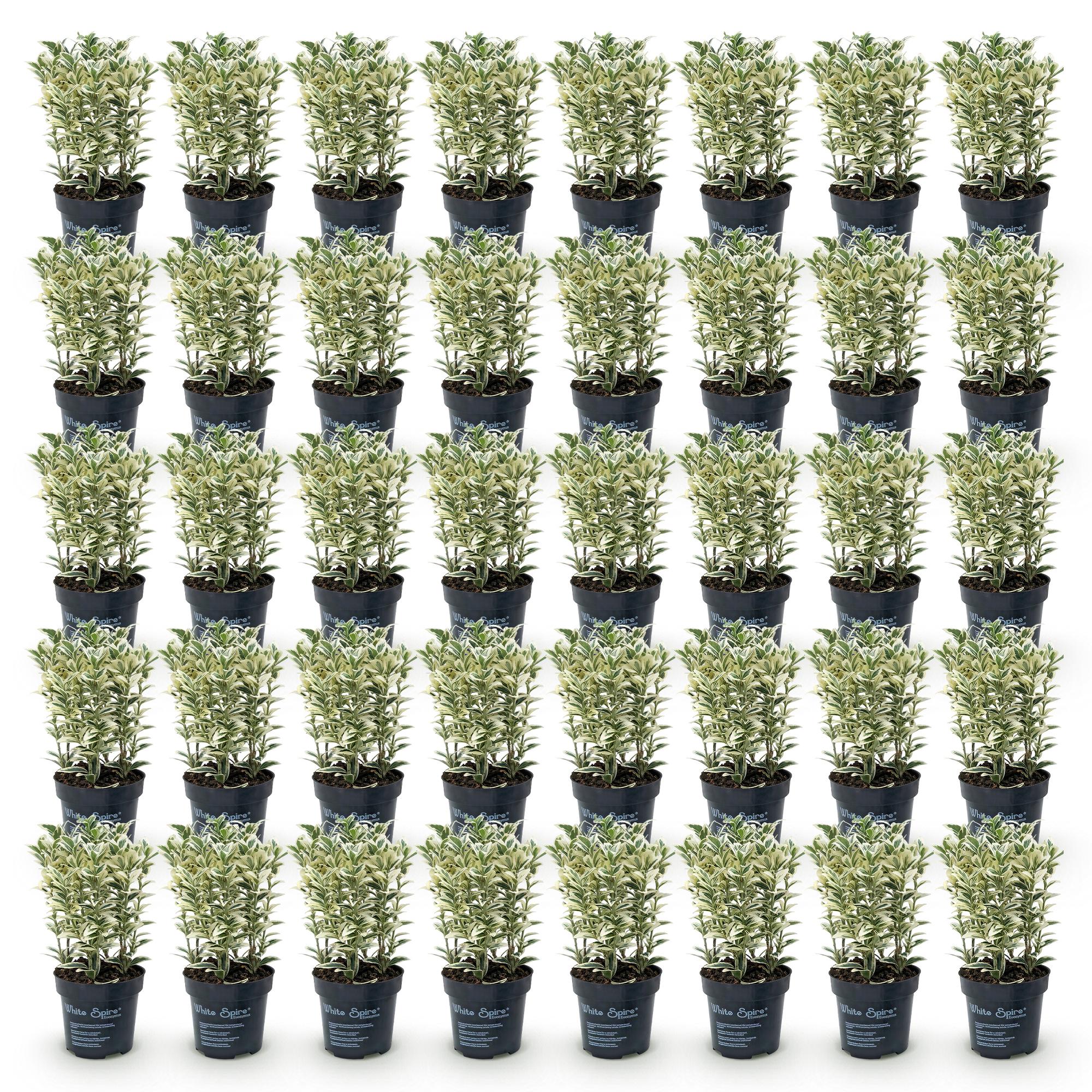 40x Euonymus japonicus White Spire - Kardinaalsmuts - Haagplanten - Groenblijvend - Wit - Groen - Pot 9cm - Hoogte 20-30cm