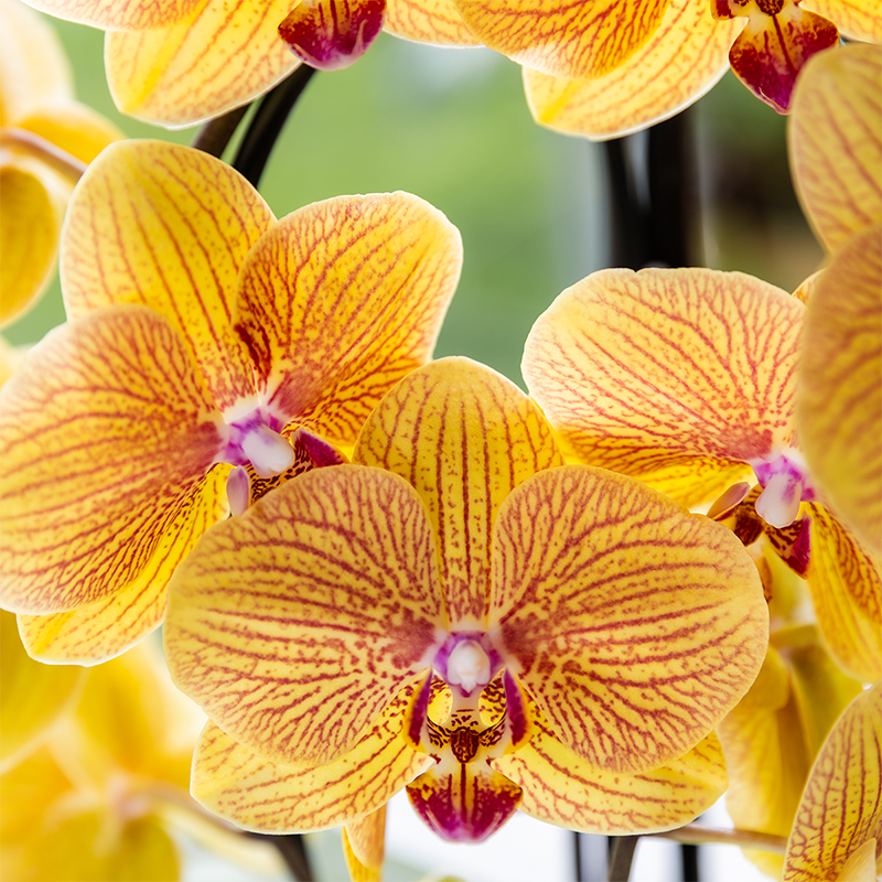 Kolibri Orchids | Niagara Falls orchidee Sunny Bunny met Poppy sierpot peach – potmaat Ø12 cm – vers van de kweker